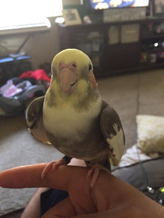 cockatiel feather posture UK body language fluffed