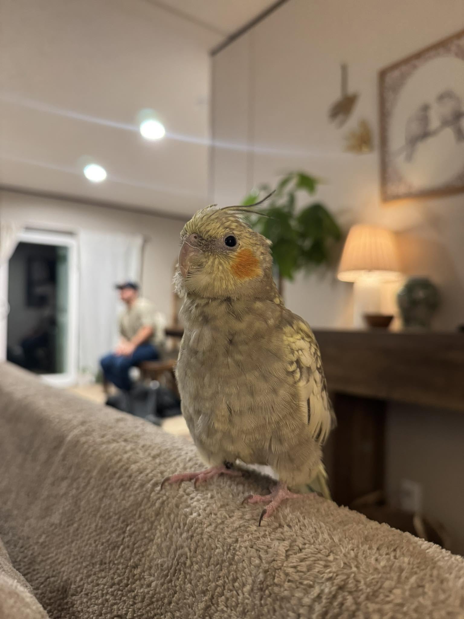 cockatiel flat crest tense alert posture fear response.