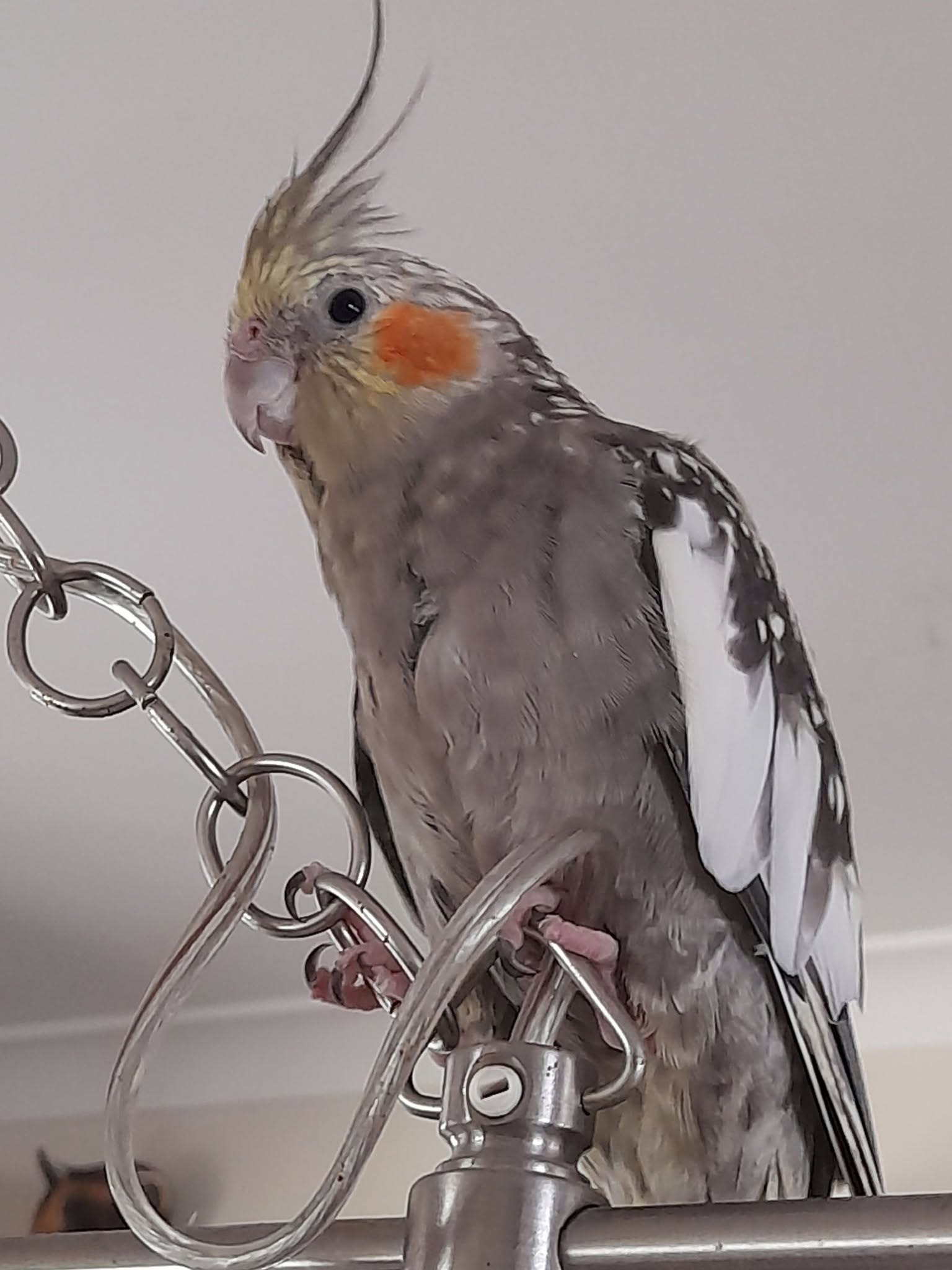 cockatiel head scratch affectionate bonding trait 
