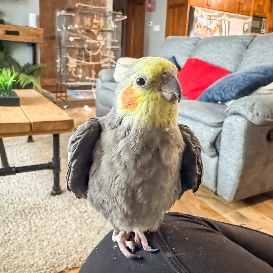 cockatiel health signs diet feather quality UK