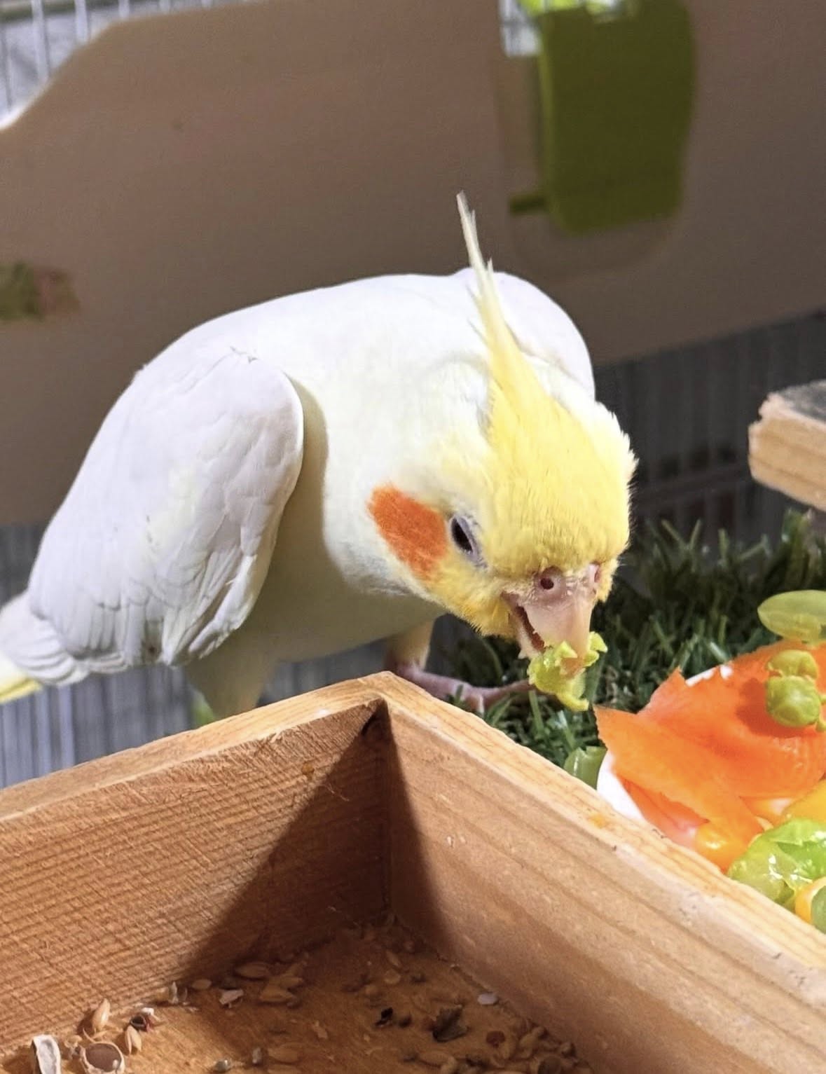 cockatiel healthy diet varied food UK