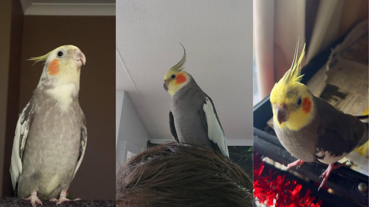 cockatiel heat stress warning signs UK