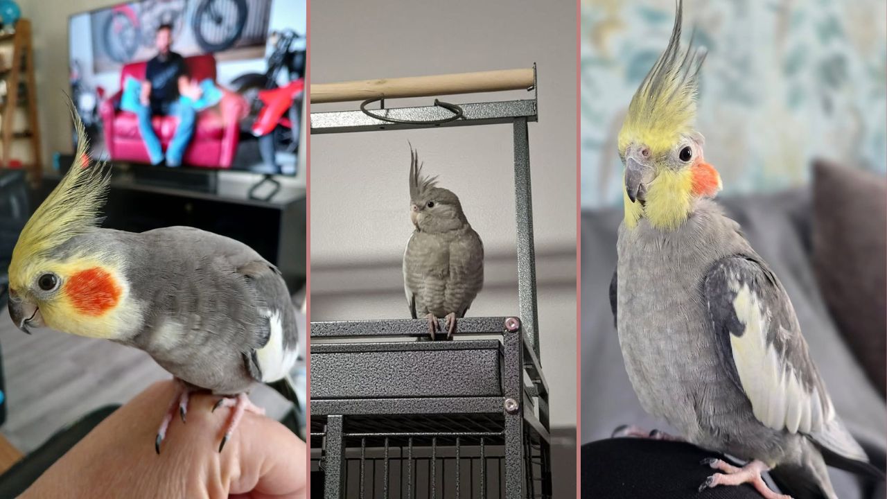 cockatiel hissing owner UK guide