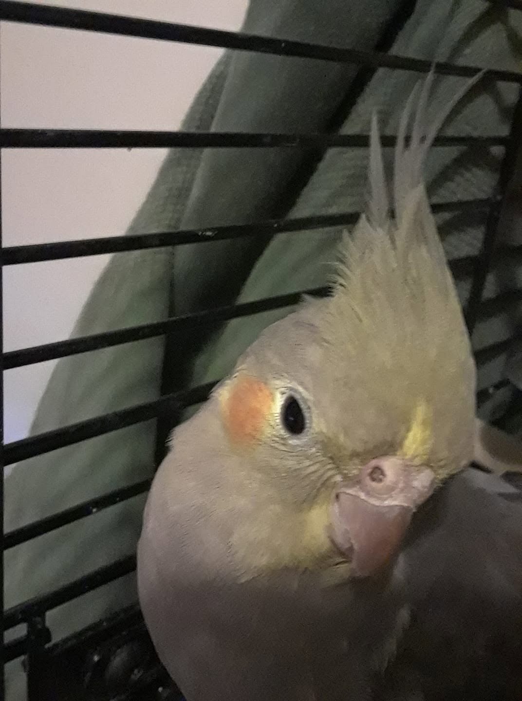 cockatiel hissing warning body language UK 