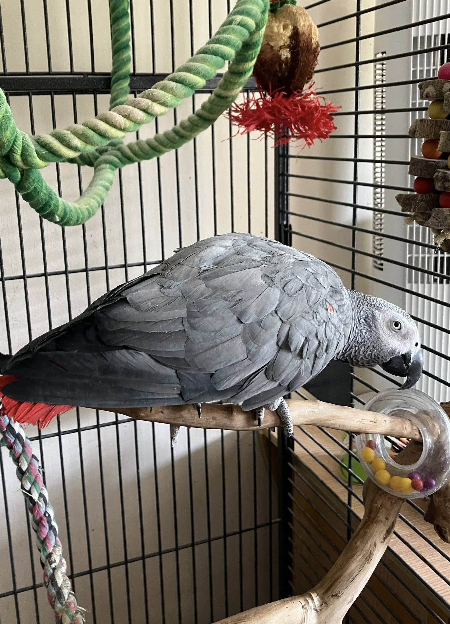 cockatiel mirroring owner behaviour UK