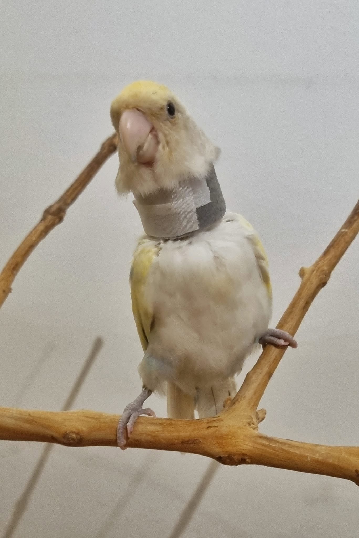 cockatiel moulting pin feathers UK 