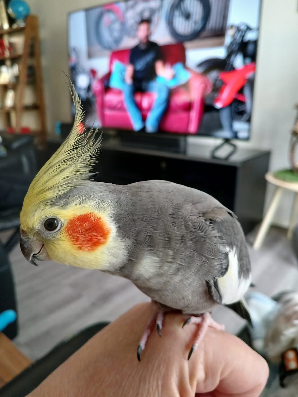 cockatiel nesting hormonal behaviour UK