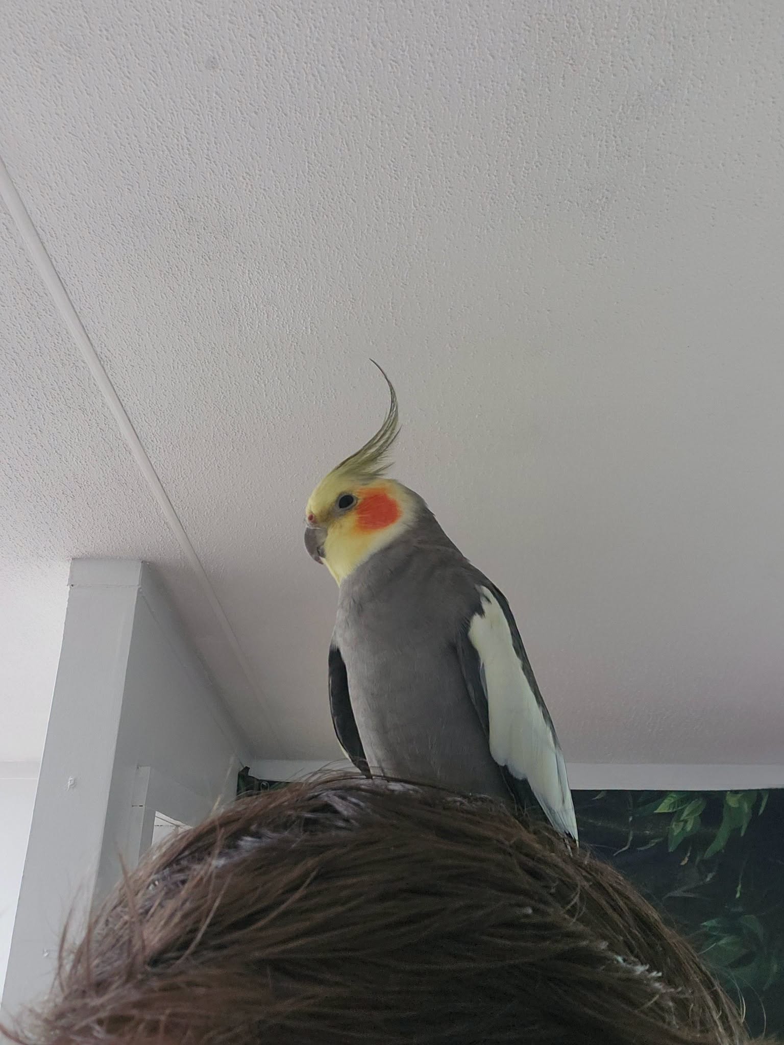  cockatiel panting wings spread heat stress sign 
