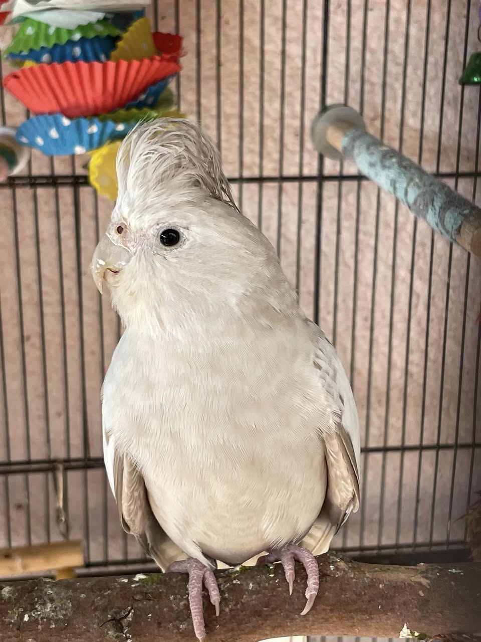 cockatiel puffed feathers flat crest signs of illness" 