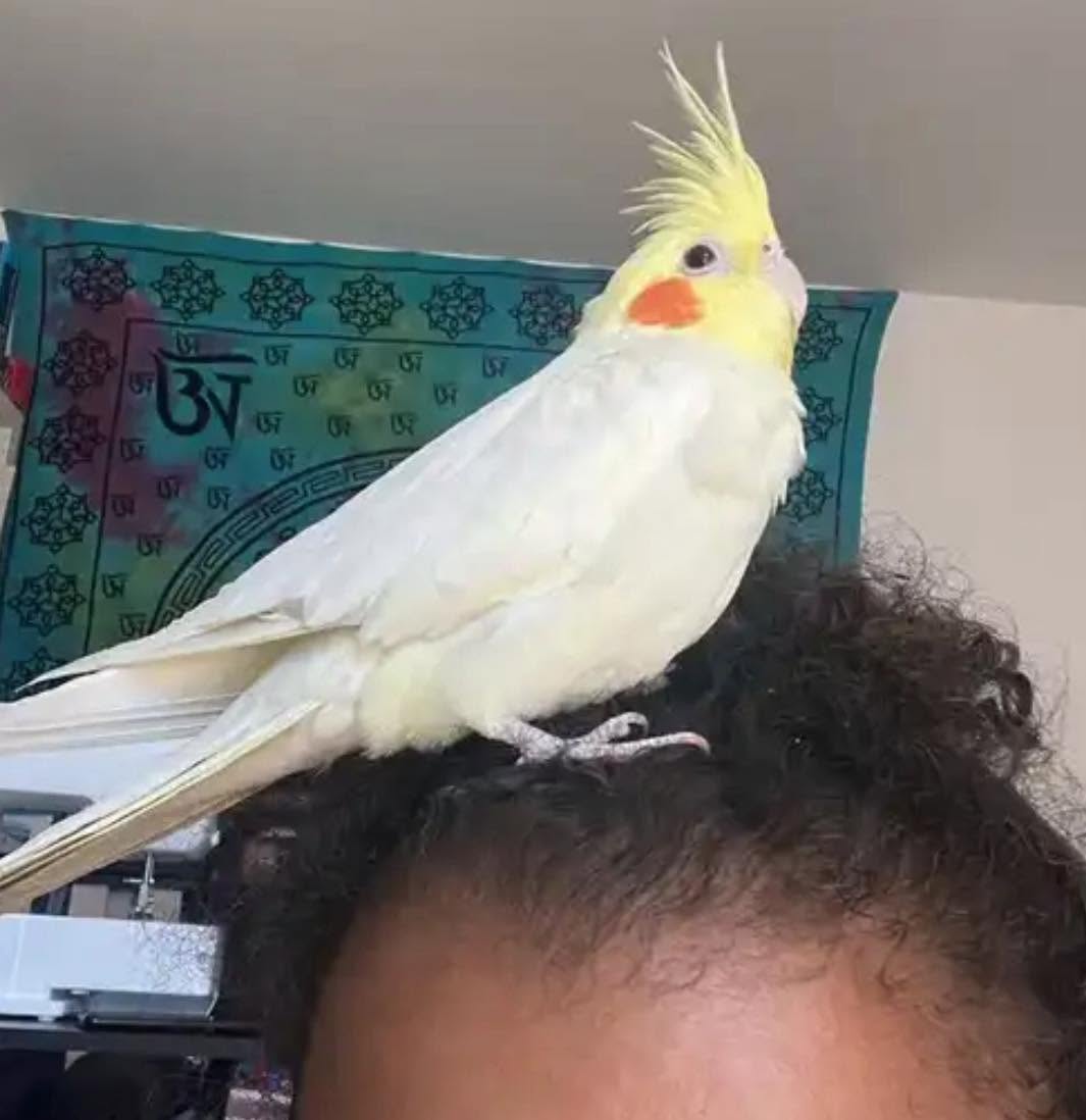 cockatiel responding to owner contact calling UK