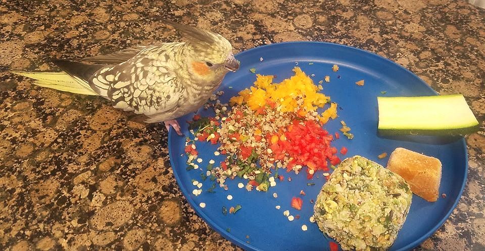 cockatiel safe cooked foods grains egg UK