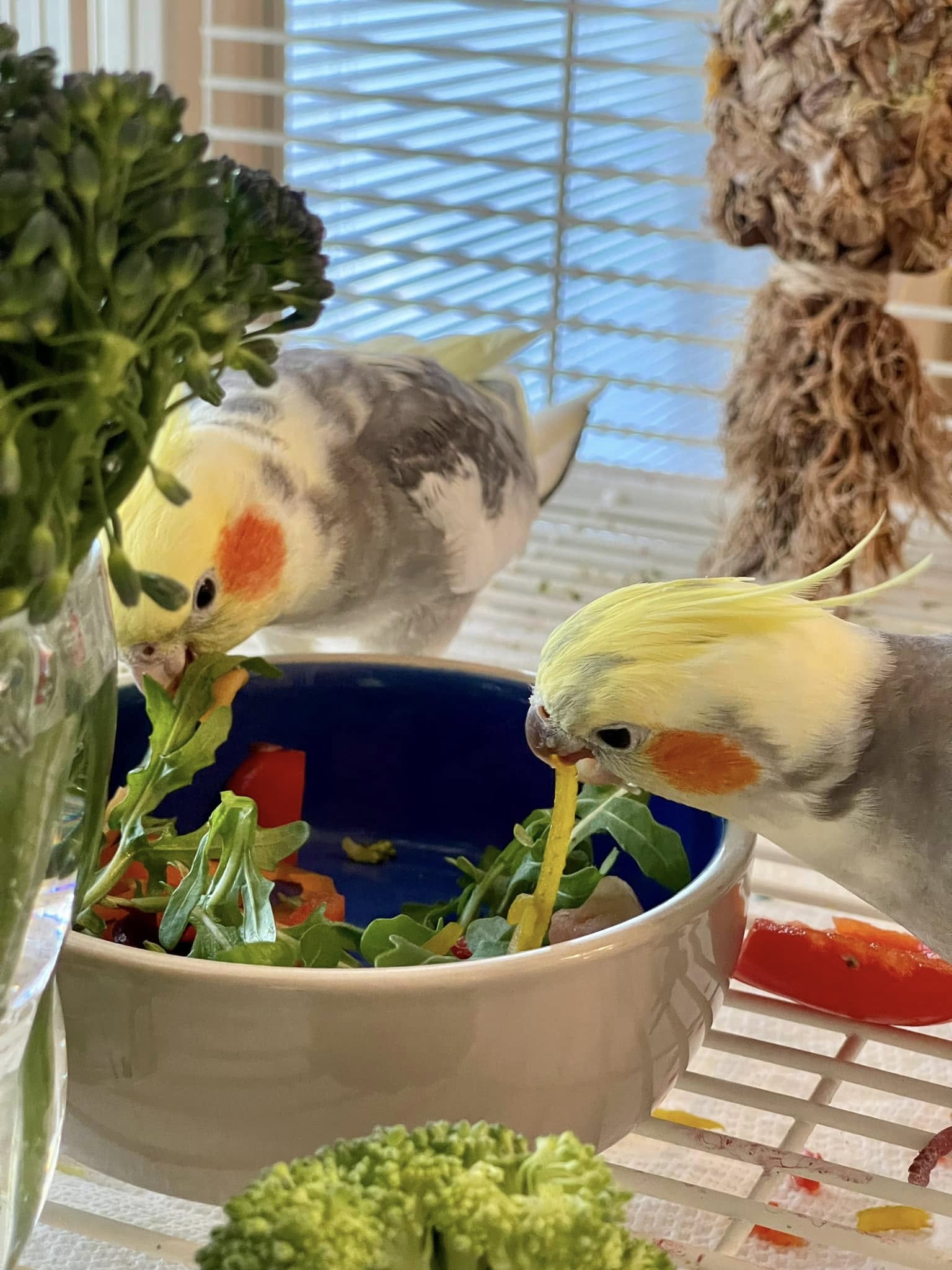 cockatiel safe vegetables leafy greens UK