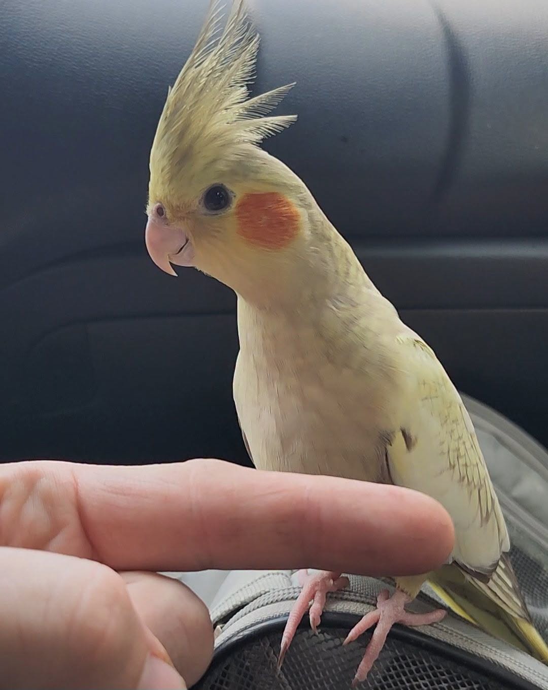 cockatiel sitting on cage floor warning sign UK 
