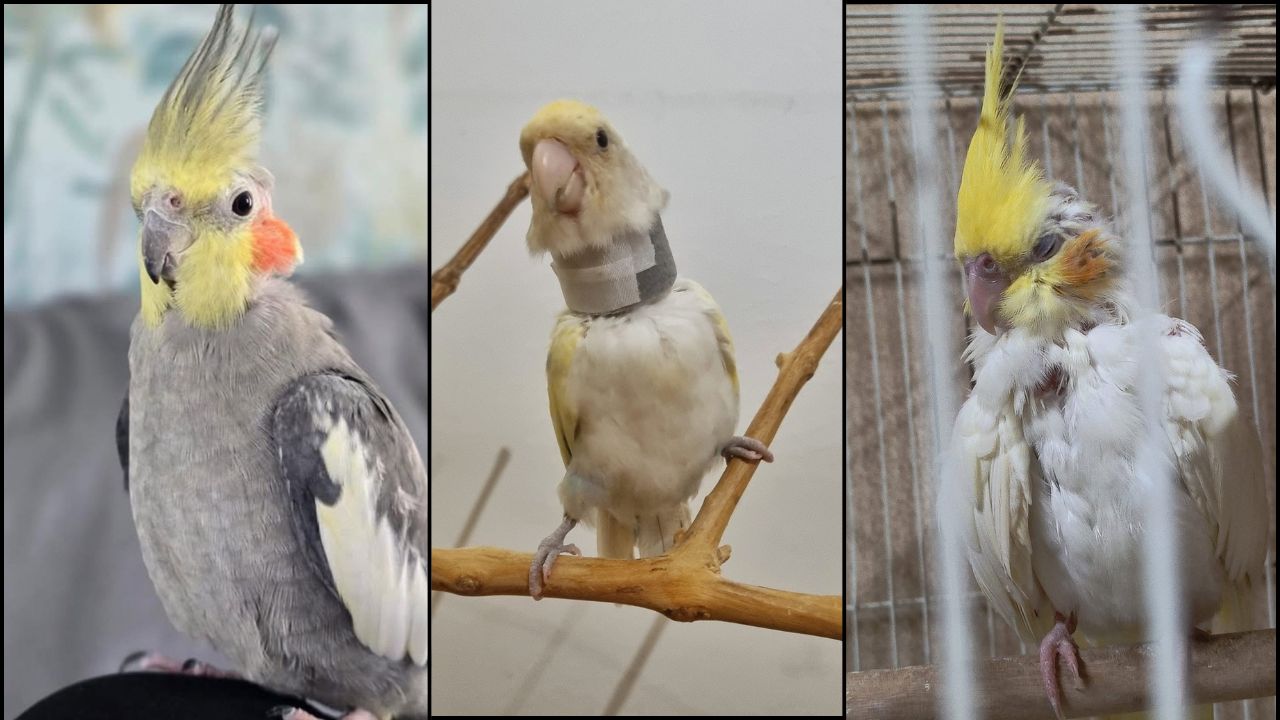 cockatiel sleeping all day summer UK