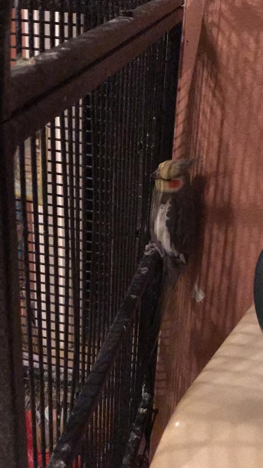 cockatiel sleeping perch summer UK 