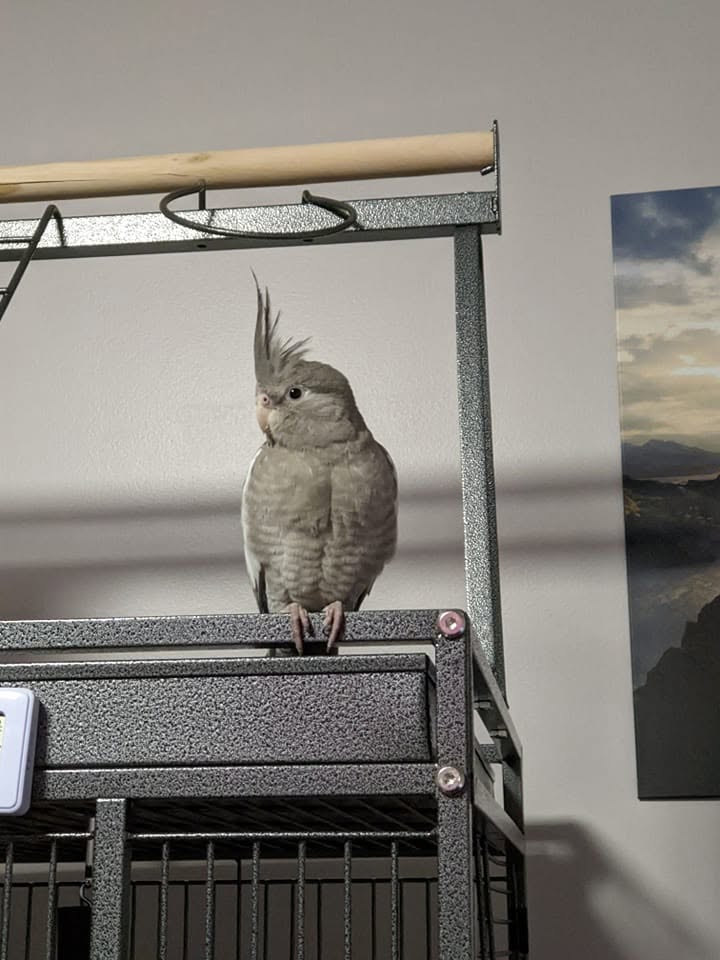 cockatiel step up hand training UK