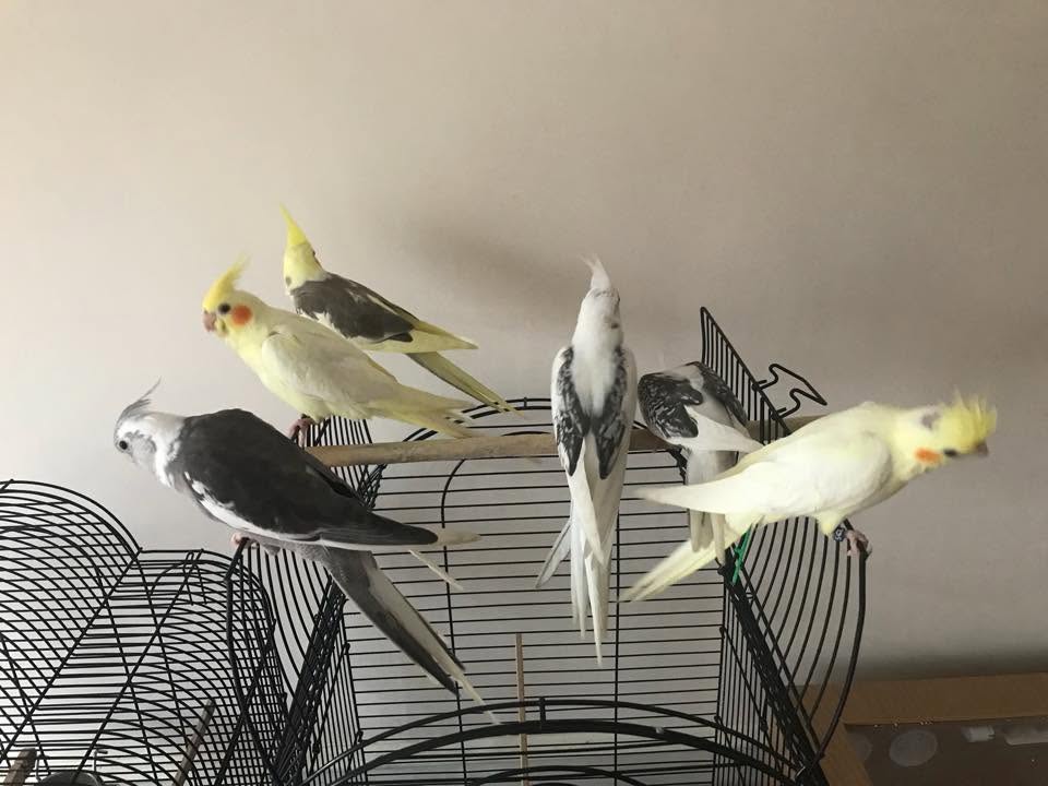cockatiel summer heat cage UK 