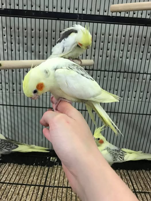cockatiel tail bobbing breathing UK respiratory sign