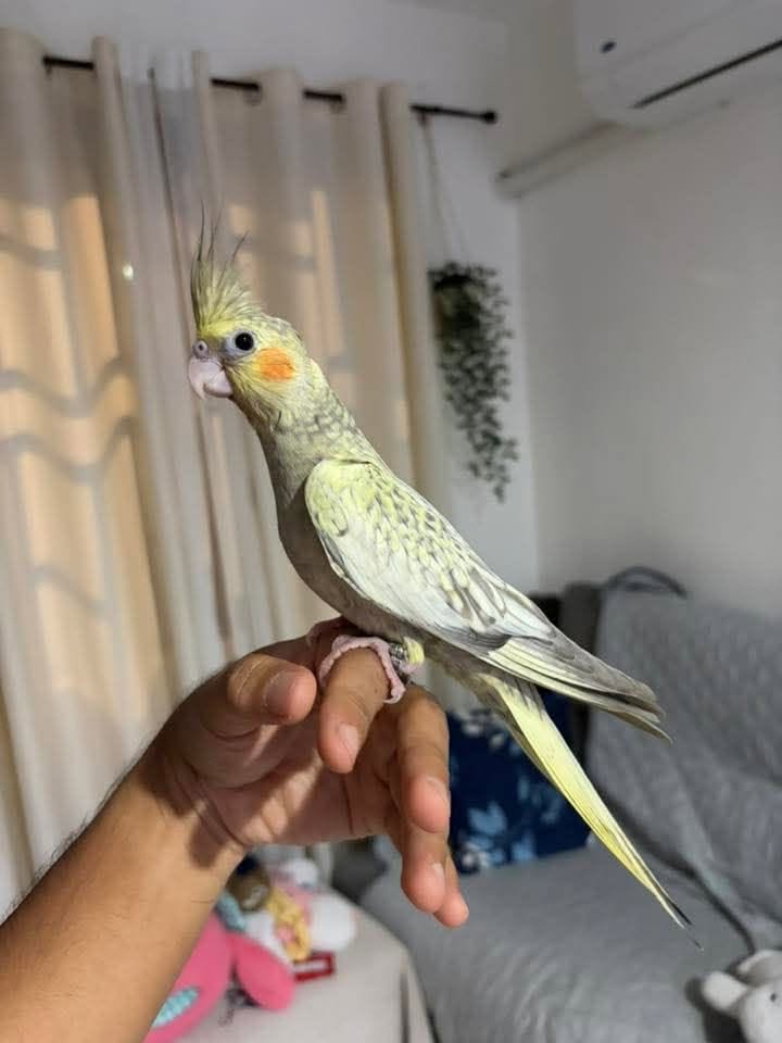 cockatiel watching room alert on perch UK
