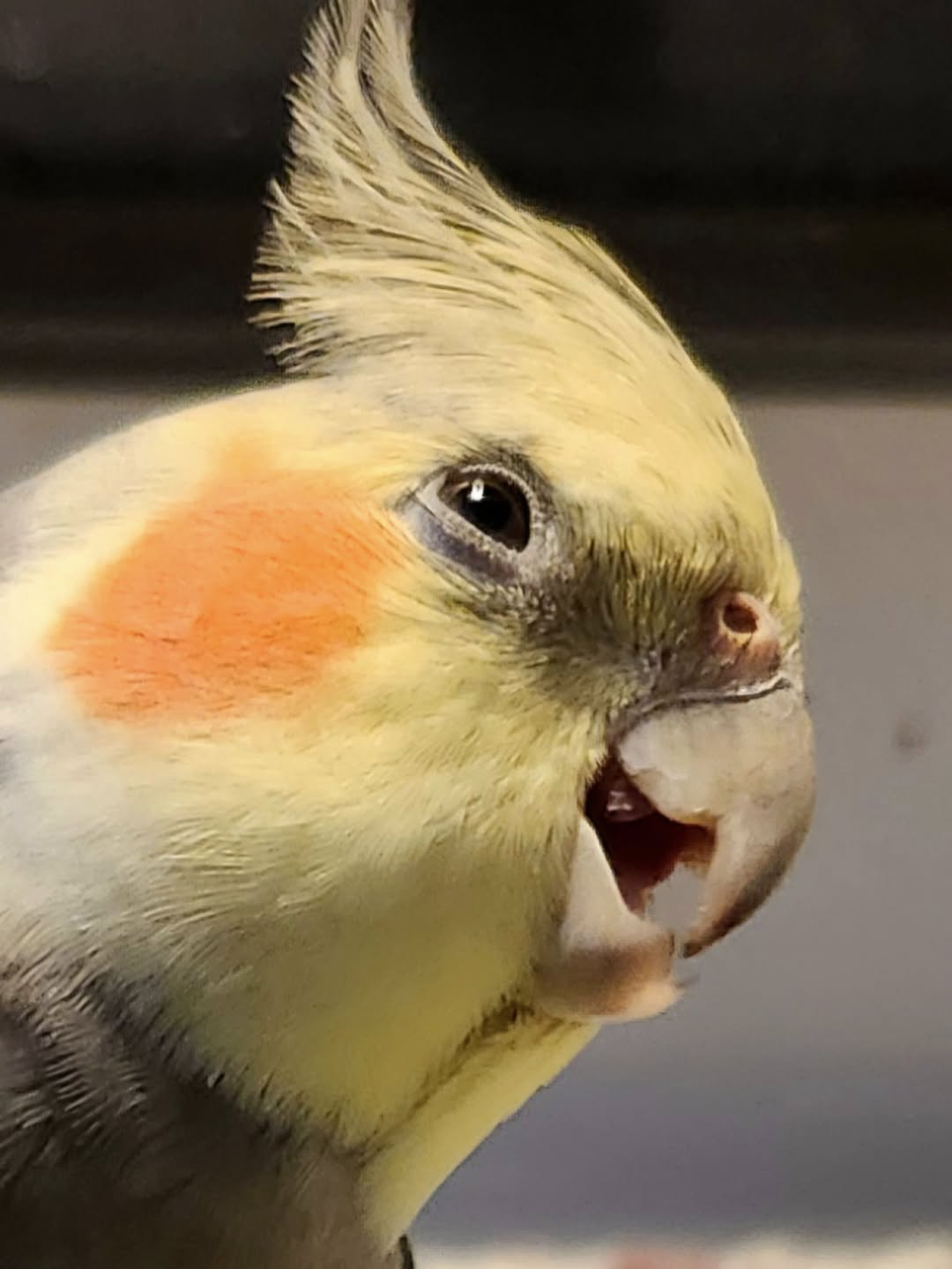 cockatiel whistling contented healthy bird UK