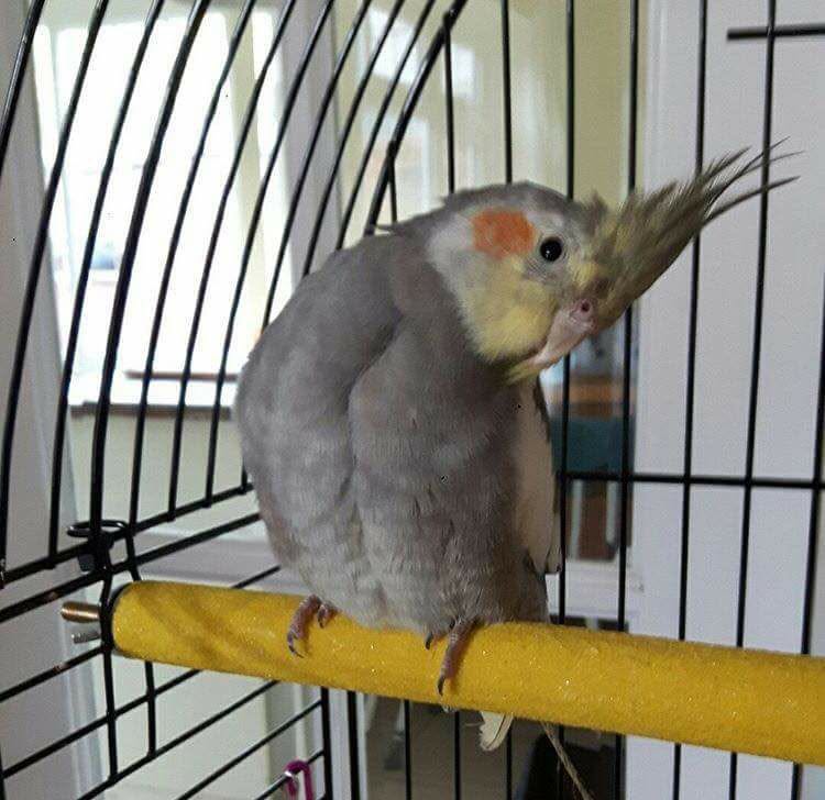 cockatiel whistling perched calling flock UK