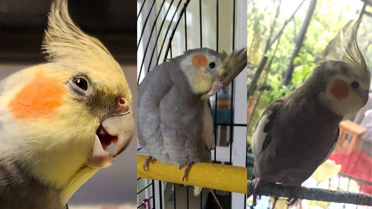 cockatiel whistling won't stop honest guide UK