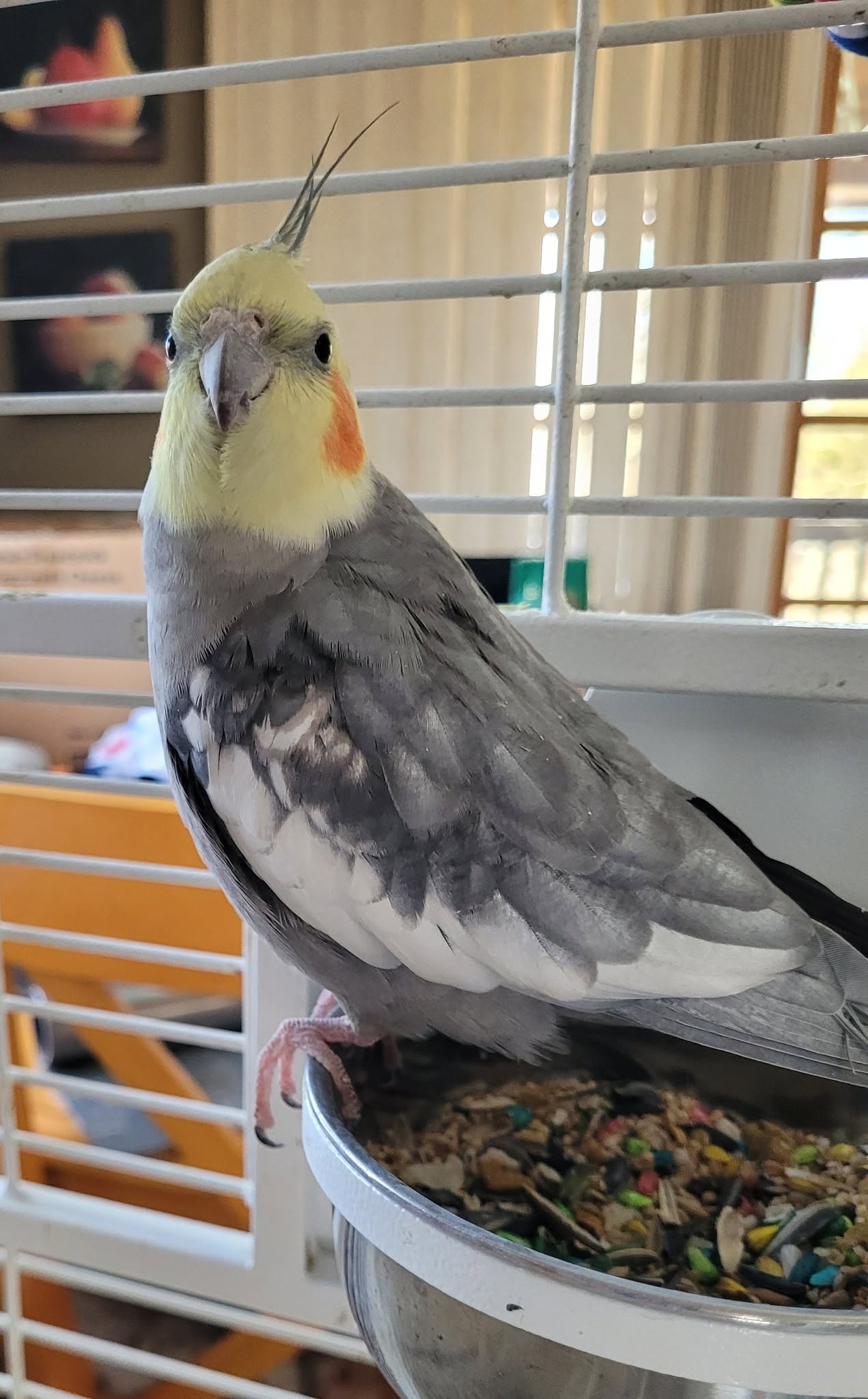 cockatiel winter care UK prevention checklist