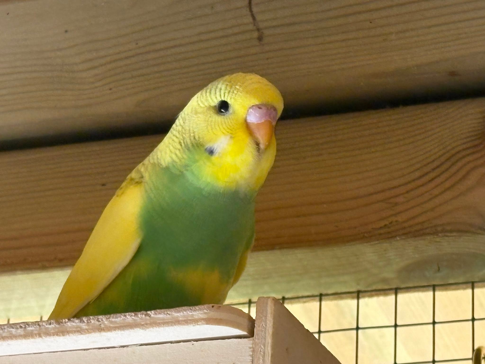 cooling overheated pet bird emergency response UK