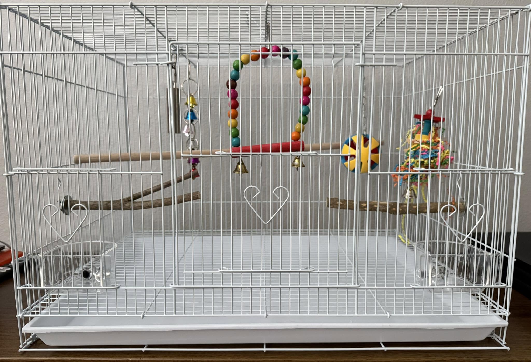 correct budgie cage setup first weeks UK 