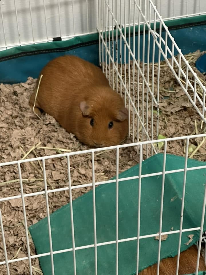 correct guinea pig lifting technique two hands scooping