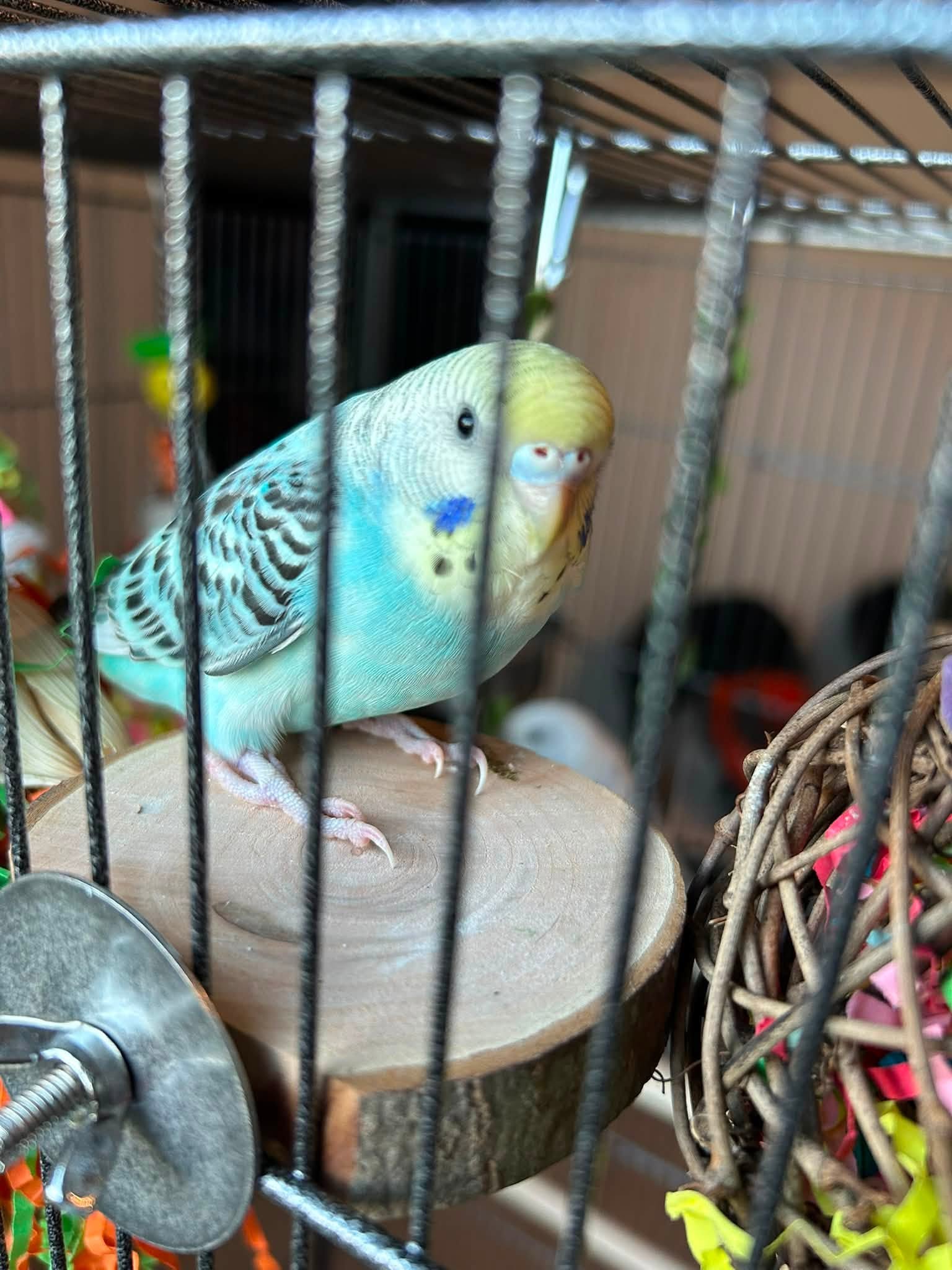 daily pet bird observation routine tracking UK
