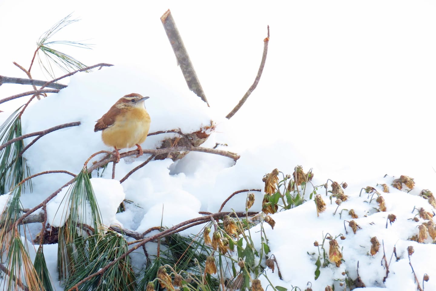 dense garden hedge providing shelter for birds