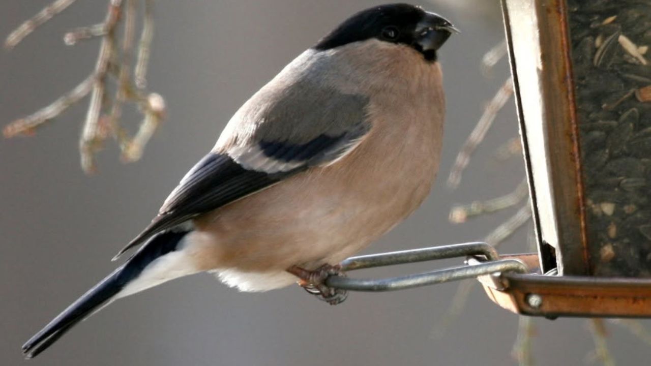 disease killing UK garden birds indoor bird owners guide