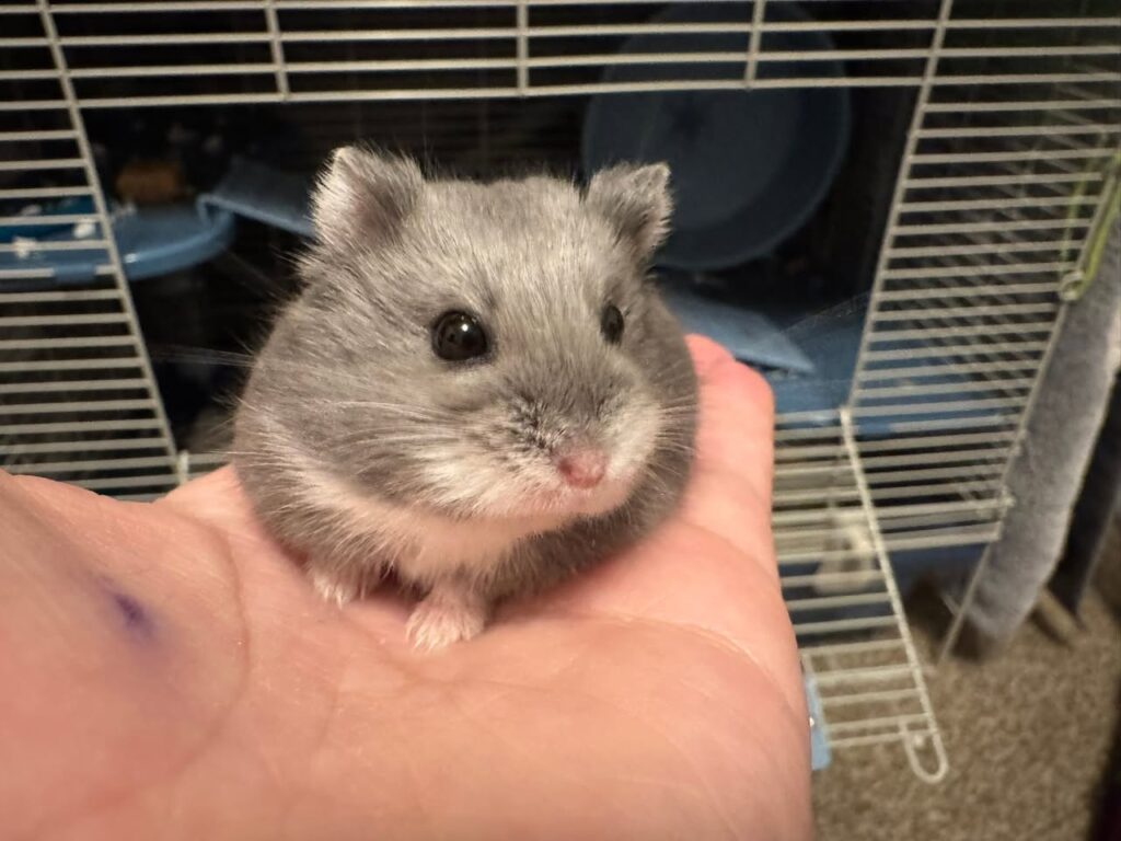 dwarf hamster housing considerations UK home