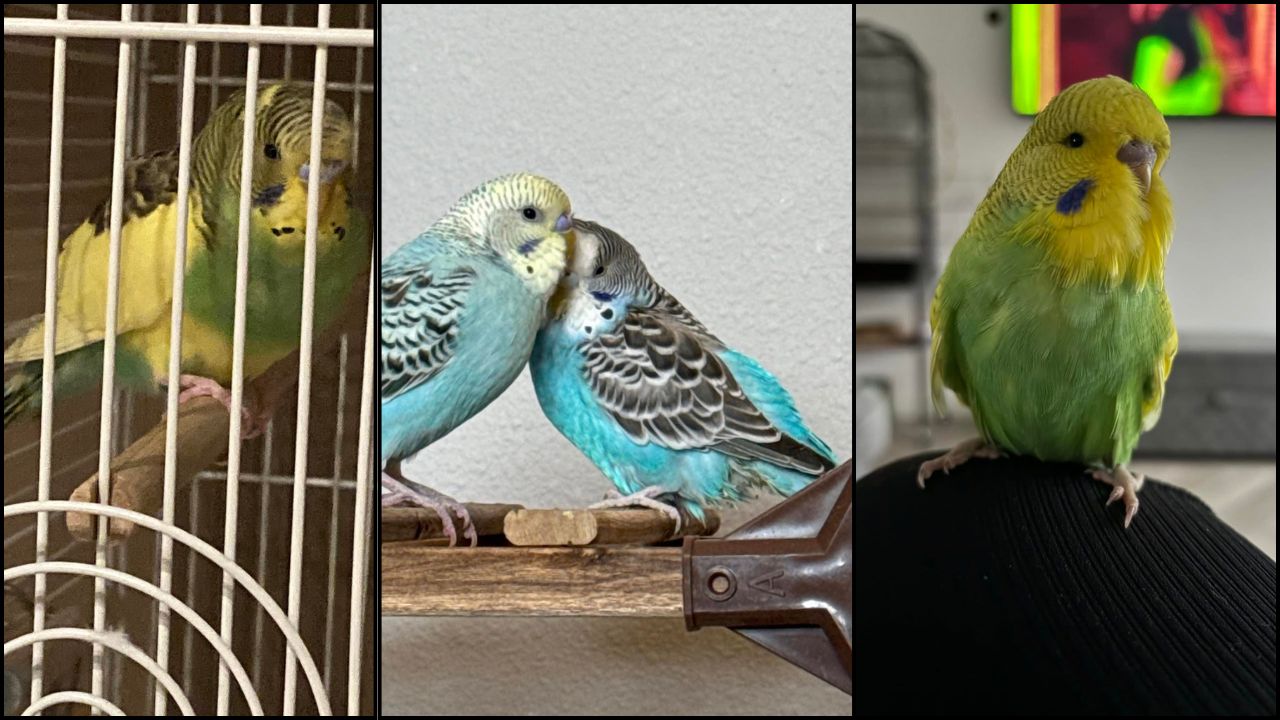 dying budgie symptoms UK signs paradise pets