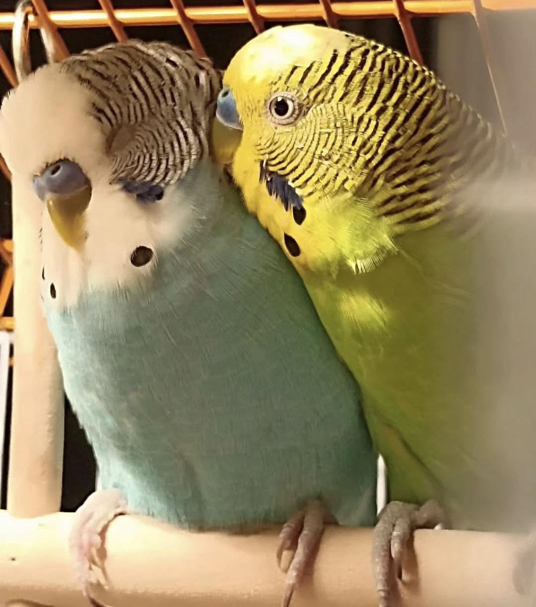 elderly man budgie companion loneliness UK pet