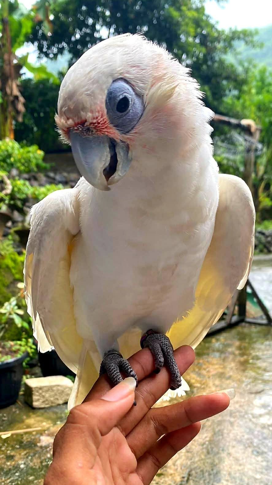 exotic avian vet examination specialist UK