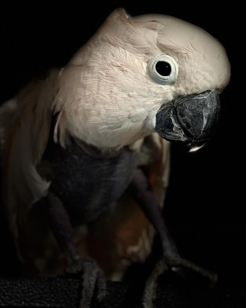 exotic parrot feather destructive behaviour