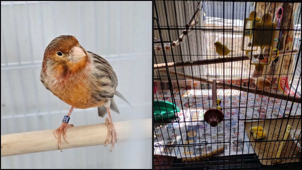 family thinking about canary UK paradise pets