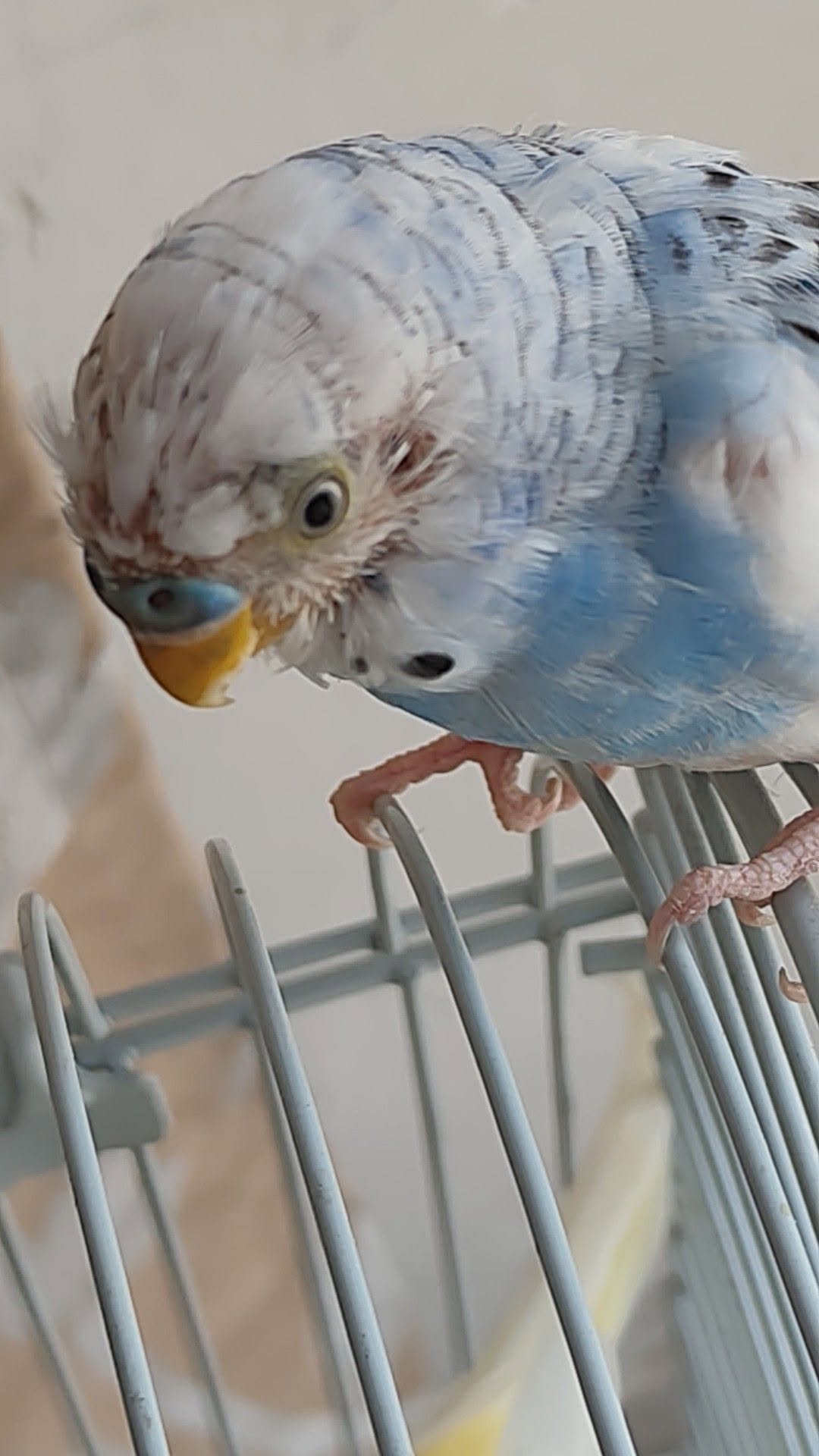 feather mite budgie UK signs damaged feathers