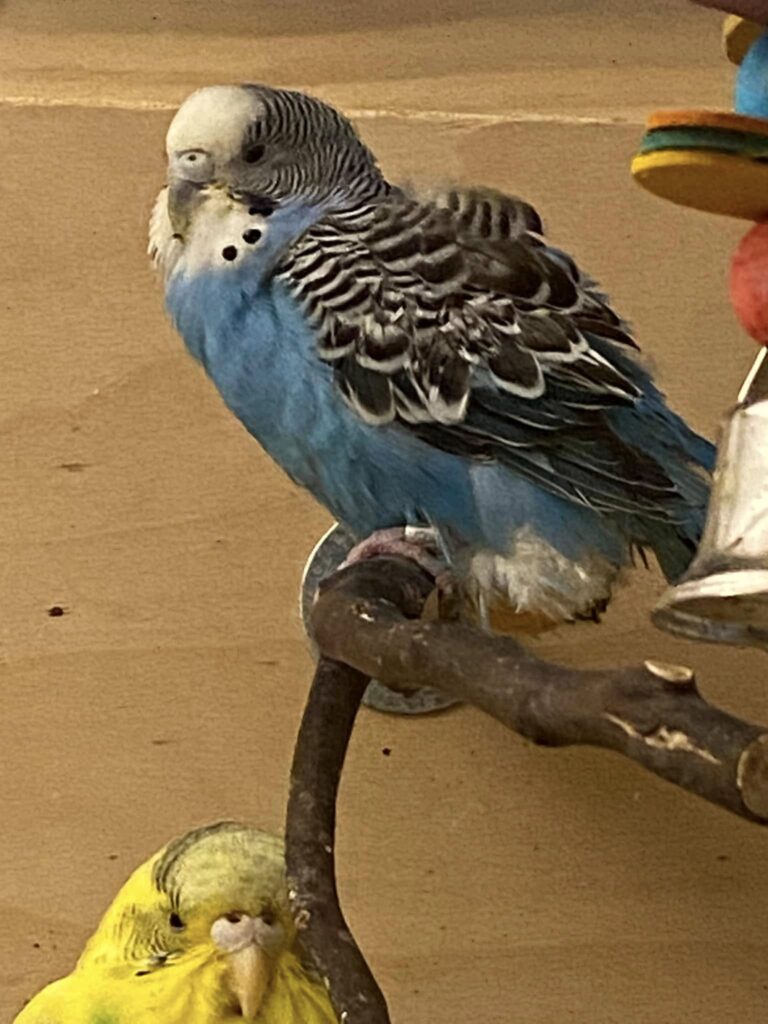 female budgie egg binding symptoms fluffed on perch