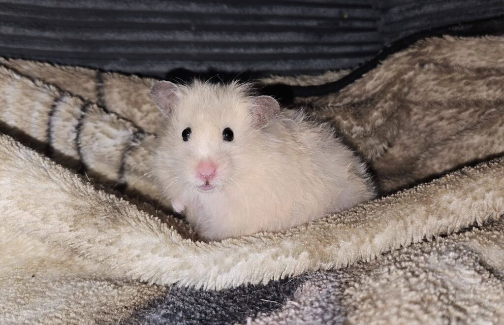 female syrian hamster oestrus cycle UK aggression.
