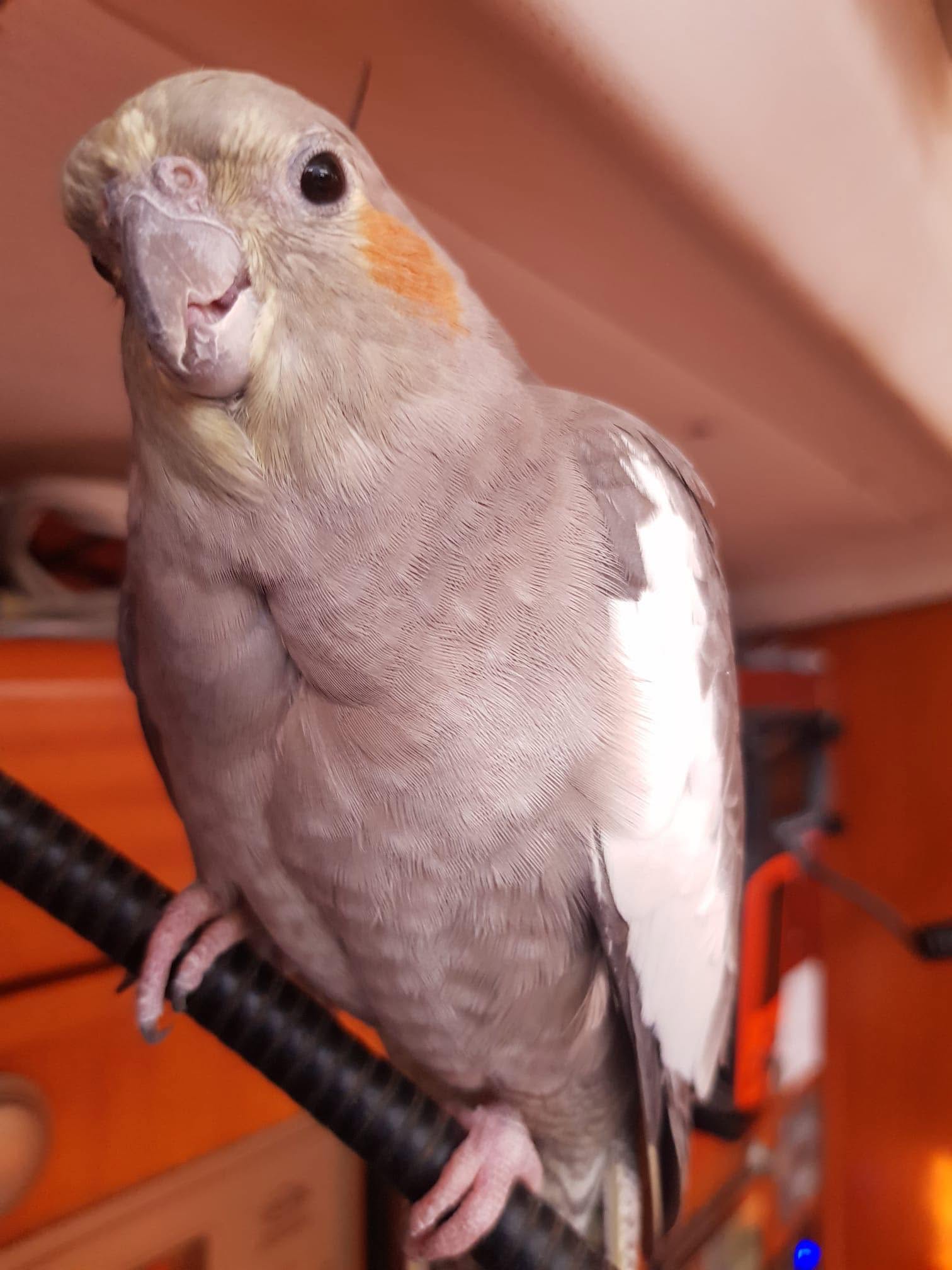 finding avian vet UK bird owner calling practice 