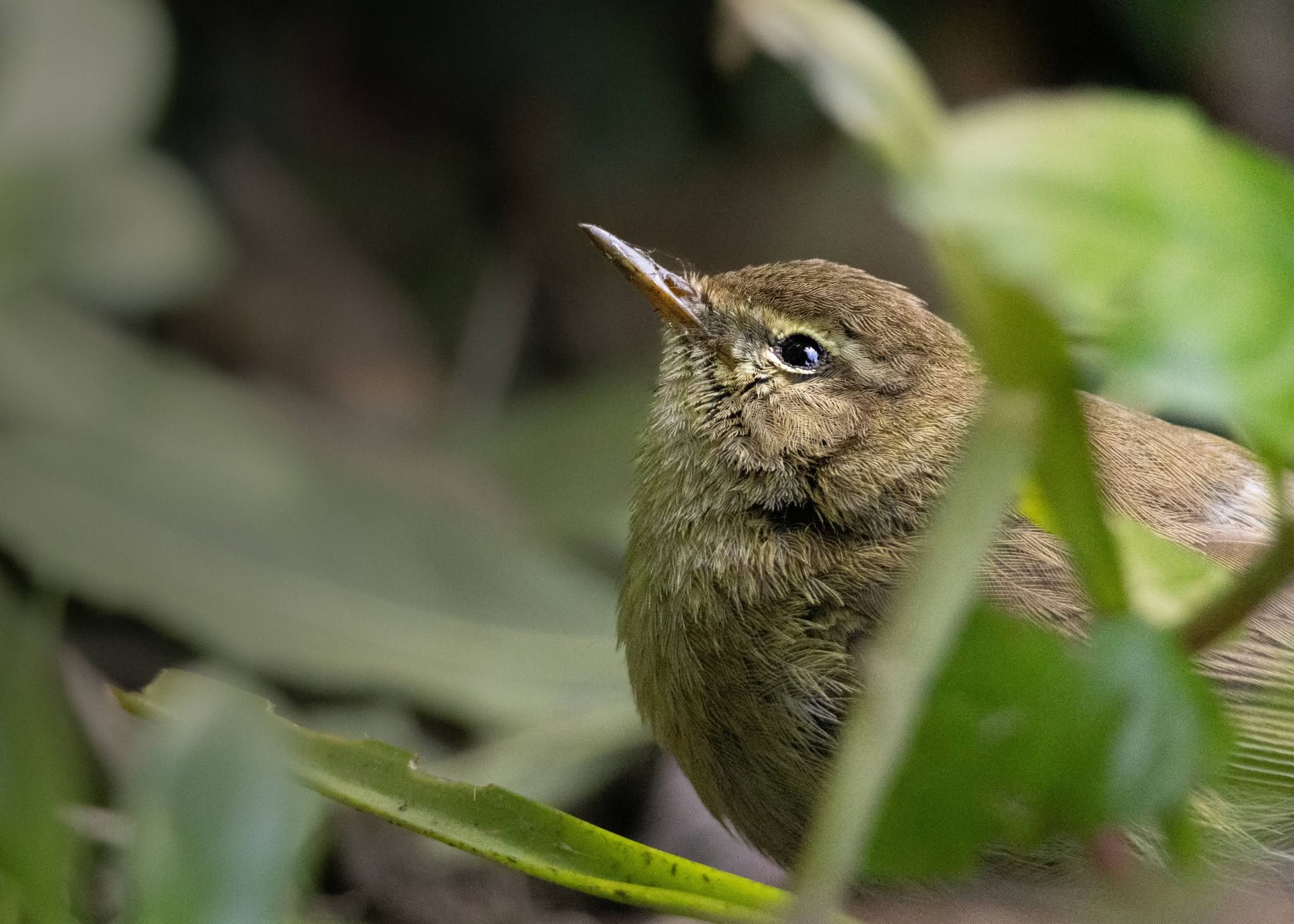 flat surface bird table feeder risk disease UK 