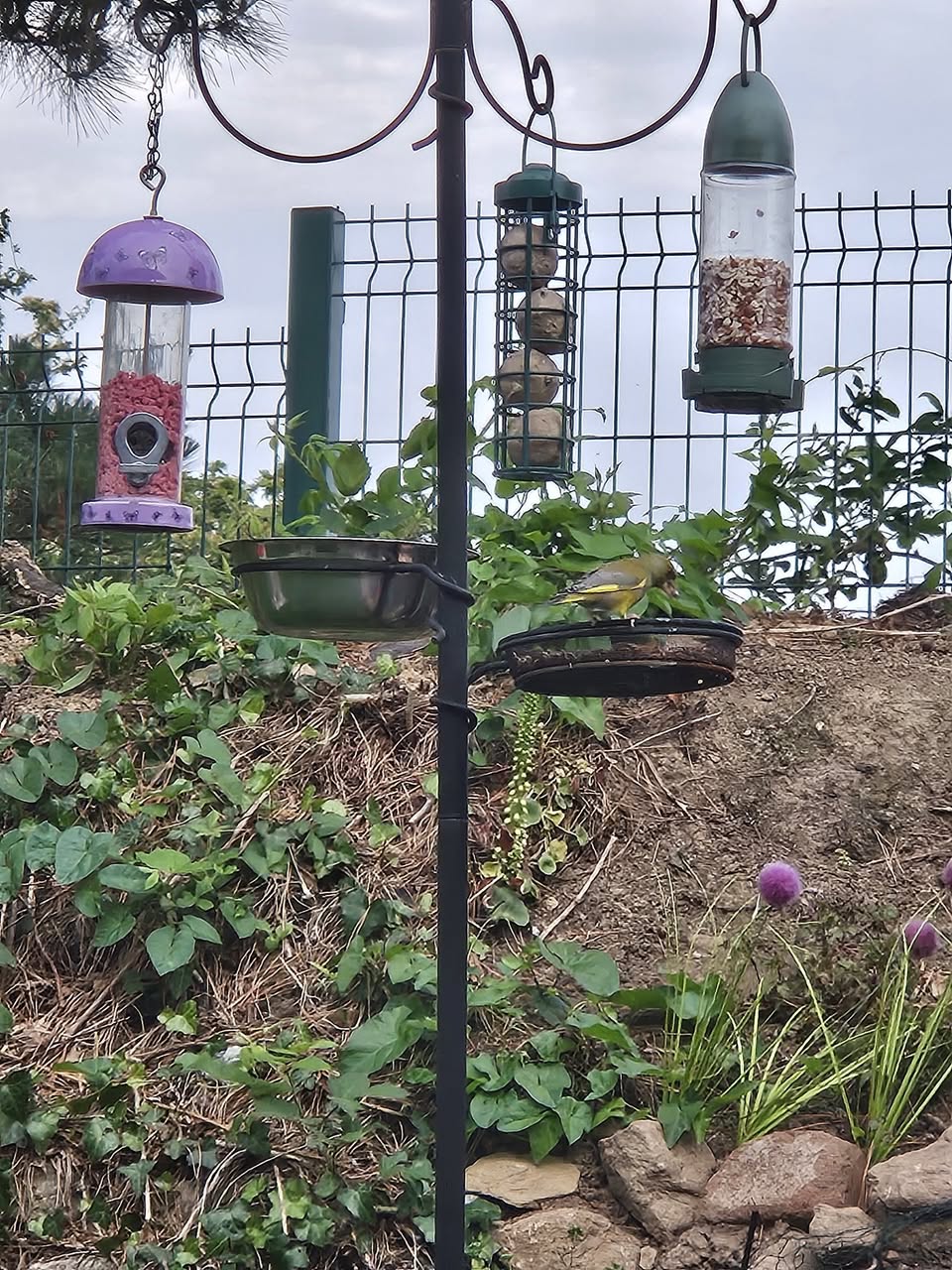garden bird feeder UK summer 2026