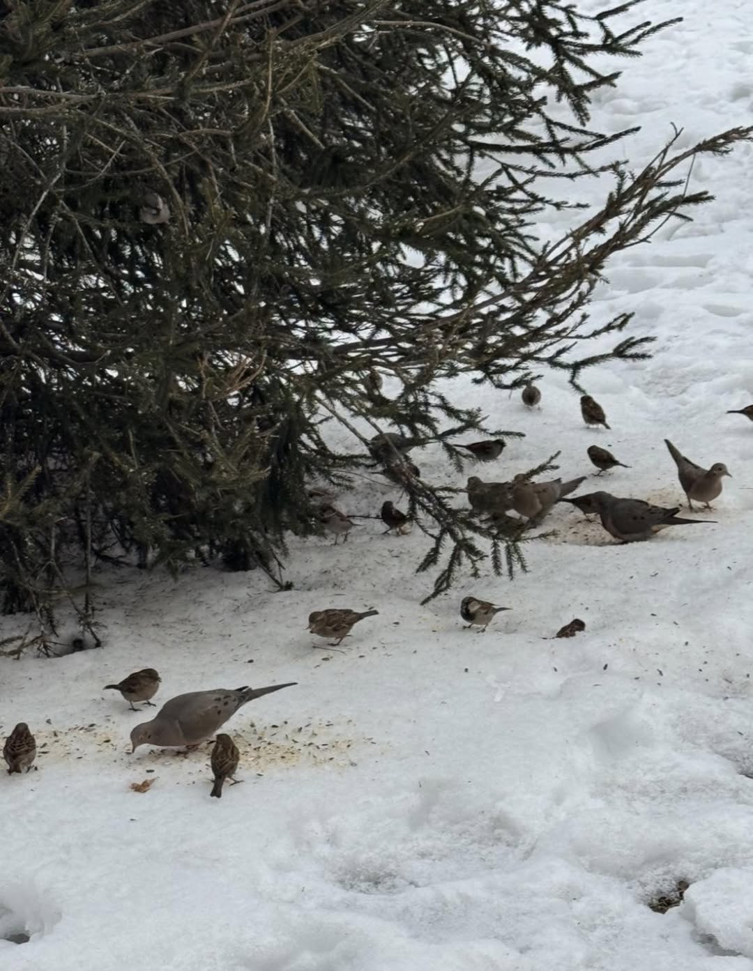 garden birds feeding at winter feeding station