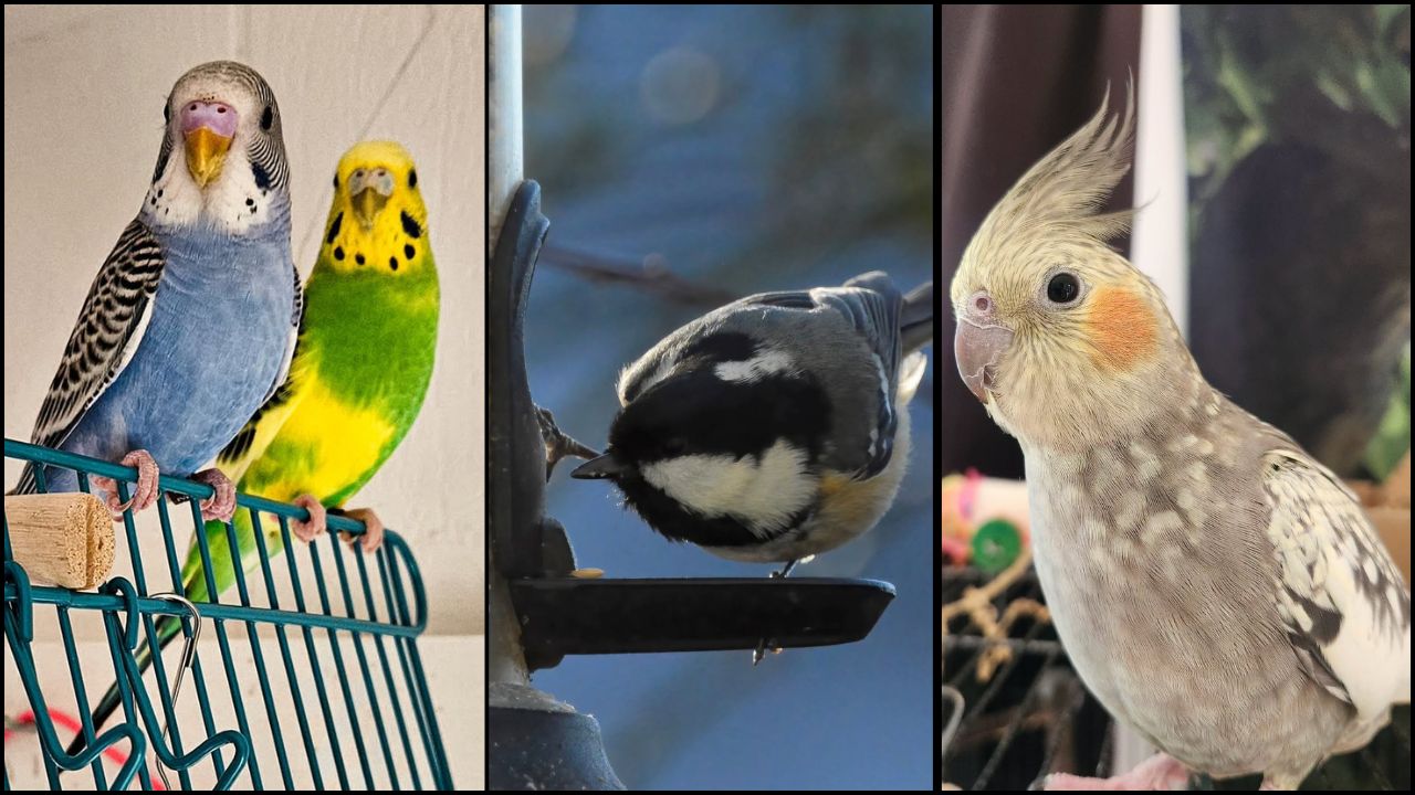 garden birds vs pet bird UK