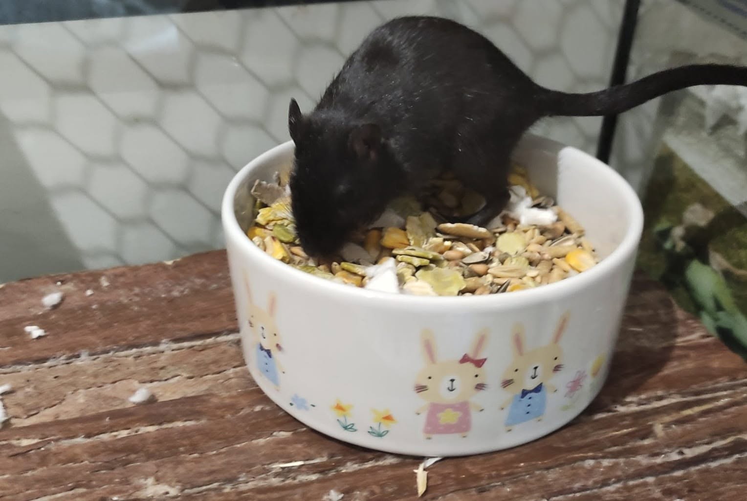 gerbil diet UK varied food pellets vegetables 