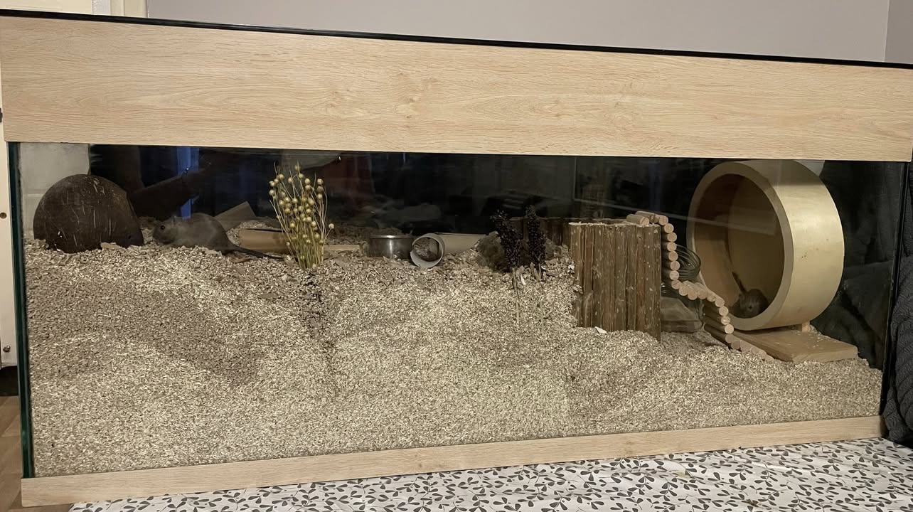 gerbil enclosure positioning UK temperature humidity 