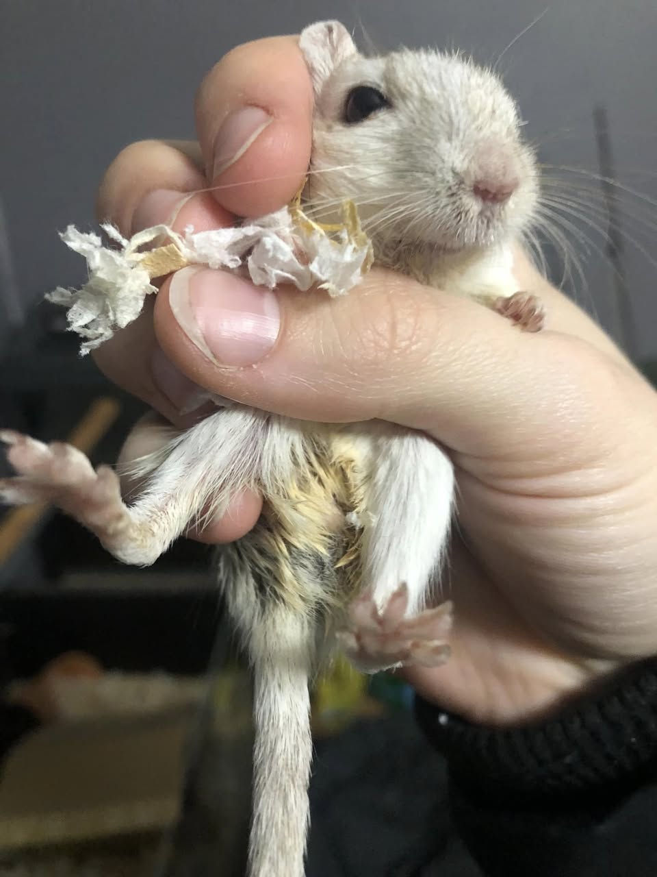 gerbil health signs early warning UK vet